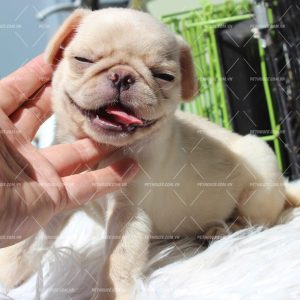 Chó Pug mặt xệ màu trắng