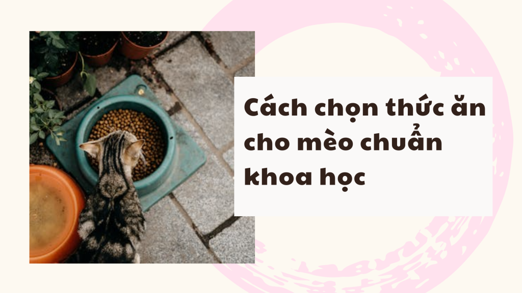 Chọn thức ăn cho mèo