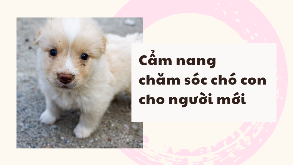 Cách chăm sóc chó con cho người mới bắt đầu