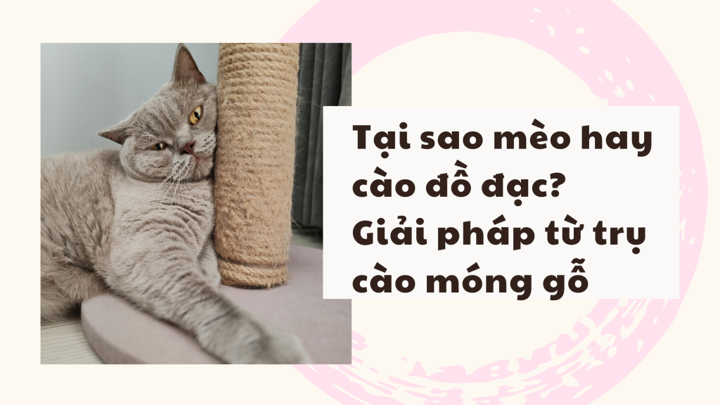 Giải pháp khắc phục mèo cào sofa