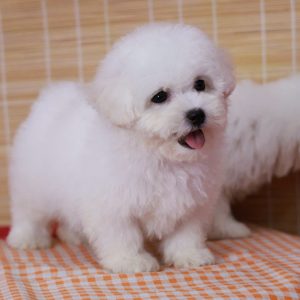 Chó Poodle Tiny Trắng