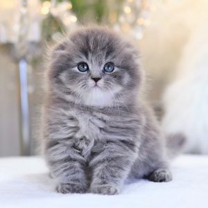 Mèo Anh Lông Dài Màu Xám